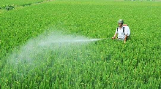 کھاد fertilizer